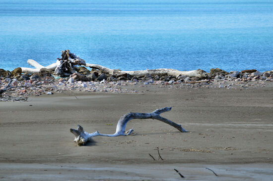 Fast eine Skulptur: Schwemmholz am Strand des Naturparks Maremma