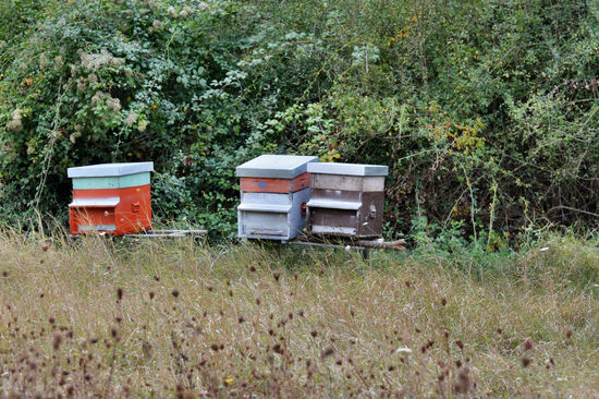 Hier leben die Produzentinnen von Gregorios gutem Honig...