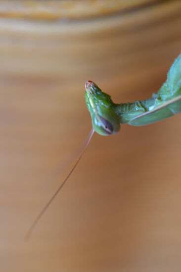 Ein Alien? Nein, eine Gottesanbeterin