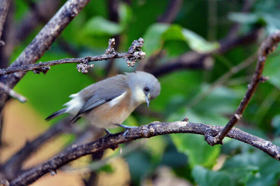 Maskarenen-Brillenvogel