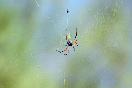 Schwarze Réunion-Seidenspinne - eine der größten Radnetzspinnen der Welt
