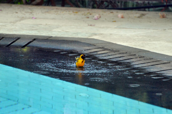 Manchmal muss man sich den Pool mit anderen Badegästen teilen...