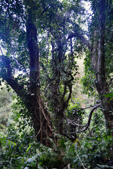 ...dann steht man nach einigen Schritten im Regenwald...