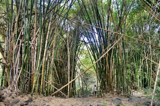 ...bevor man beim gewaltigen Bambus ankommt.