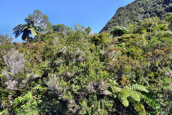 Schon fast im Zauberwald