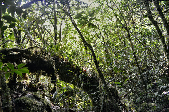 Unvorstellbare Vielfalt im Regenwald