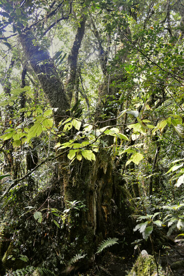 Jeder größere Baum ist ein Biotop für sich