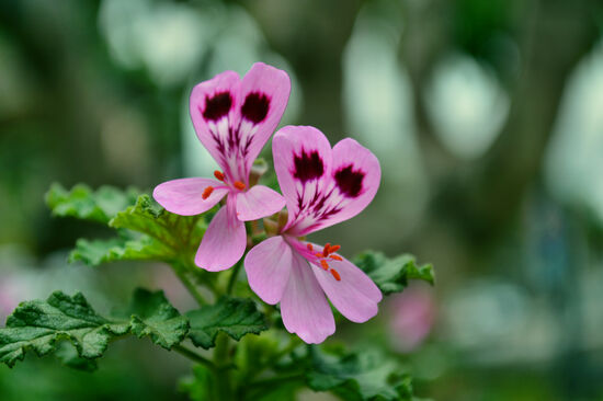 Aus der Rosengeranie wird das wertvolle Geraniumöl destilliert