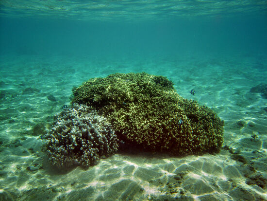 Größere und kleine Fische tummeln sich um die Korallen