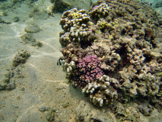 Korallen samt Bewohnern