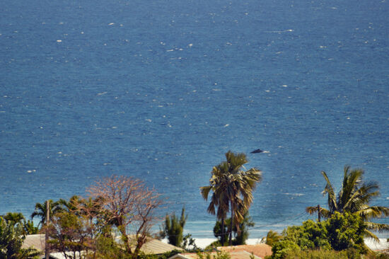 Wal vor der Küste - vom Pool aus entdeckt