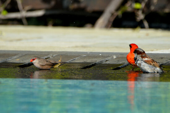 Wellenastrild, Madagaskarweber und ein Spatz beim Baden