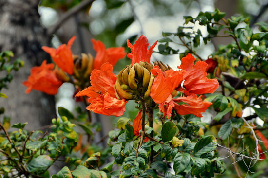 Blüten eines Flamboyant-Baumes