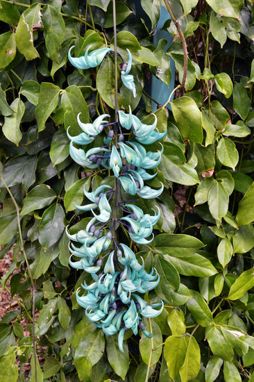 Sieht fast aus wie aus Plastik - ist aber die wunderschöne Blütenrispe des Jadeweins