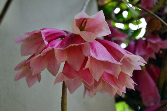 Trompetenwein-Blüte