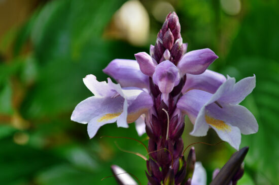 Phlogacanthus turgidus - einen deutschen Namen habe ich vergeblich gesucht...