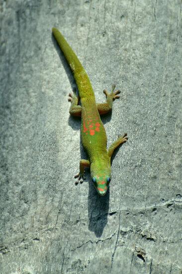 Réunion-Schmucktaggecko