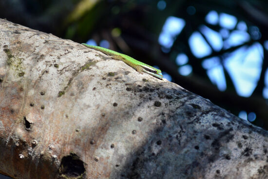 Vielleicht das Reptil mit dem kleinsten Verbreitungsgebiet der Welt: Manapany-Taggecko