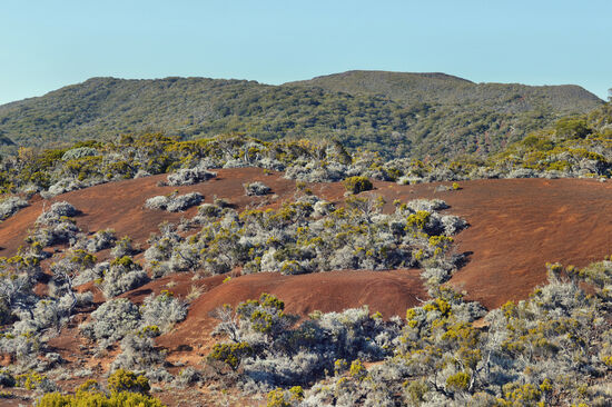 Mondlandschaft mit Höhenvegetation