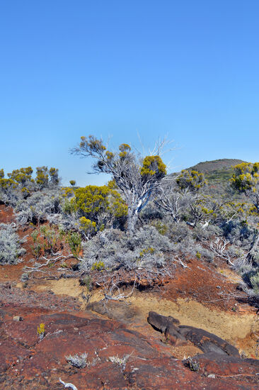 Die Erde ist auf dem Weg zum Piton de l'Eau bunter als die Vegetation