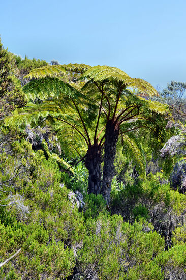 Tropenwald mit Baumfarn
