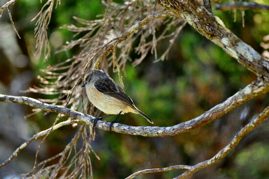 Außer uns die einzigen Gäste - Tec-Tec (ornithologisch korrekt: Réunion-Schwarzkehlchen), hier das Weibchen