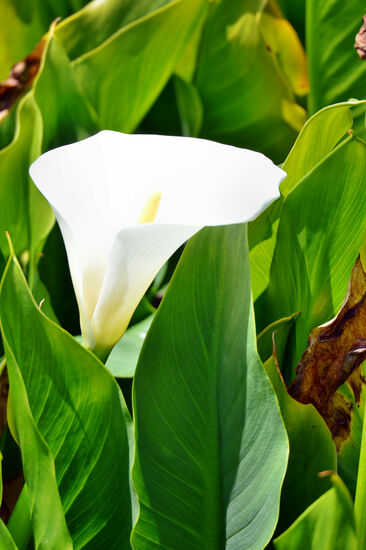 Blüte einer Calla am Piton de l'Eau - in einer Größe, die jedes Gartencenter vor Neid erblassen lässt...