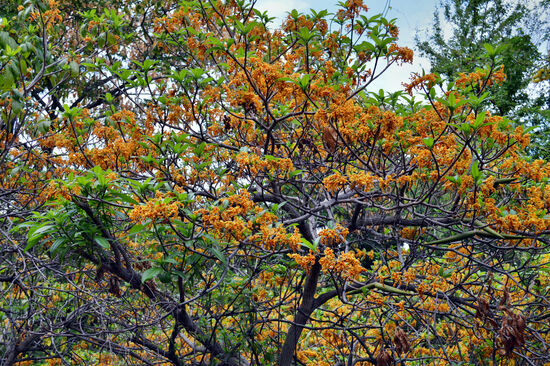 Blühender Baum Strophanthus boivinii - im Deutschen hat der wunderschöne Baum mit den seltsam geformten Blüten den Namen Hobelblume.