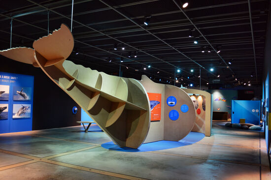 Wal-Ausstellung im Musée Stella Mattutina