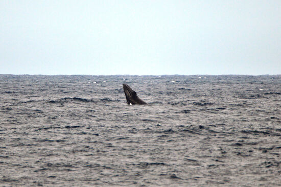 Über Schönheit lässt sich nicht streiten... Aber einen Buckelwal direkt von der Küste aus zu sehen, ist ein ganz besonderes Erlebnis!