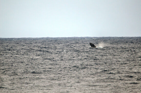 Springender Buckelwal vor der Küste