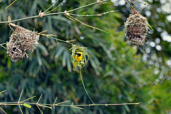 Gefiederter Baumeister - Dorfweber