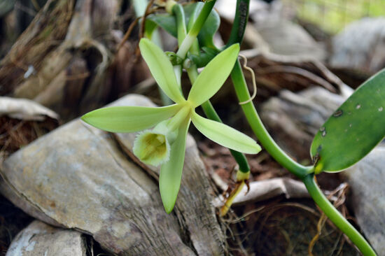 Schöne Orchidee und Ursprung eines wertvollen Gewürzes