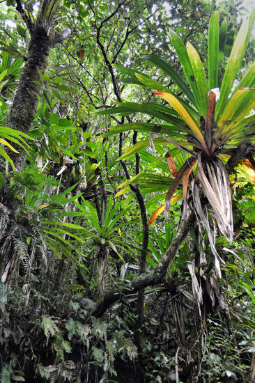 Im Regenwald am Grand Étang