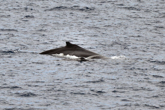 Mama und Kind Buckelwal