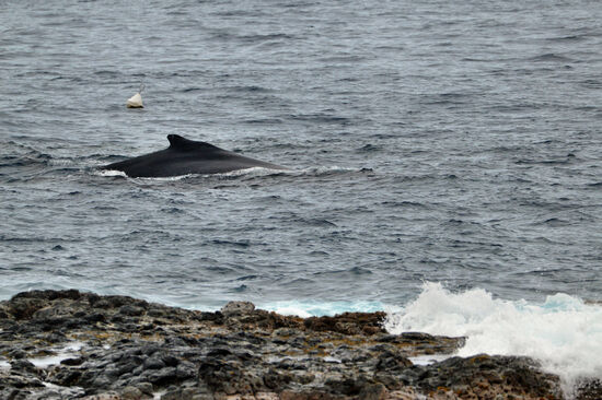 Zum Springen zu flach war es hier direkt an der Küste für den großen Wal