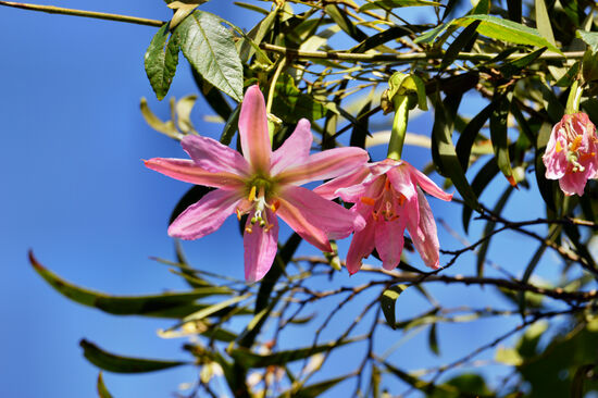 Wilde Passionsblume im Forêt du Tevelave