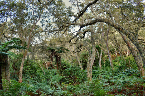 Primärwald Forêt du Tevelave