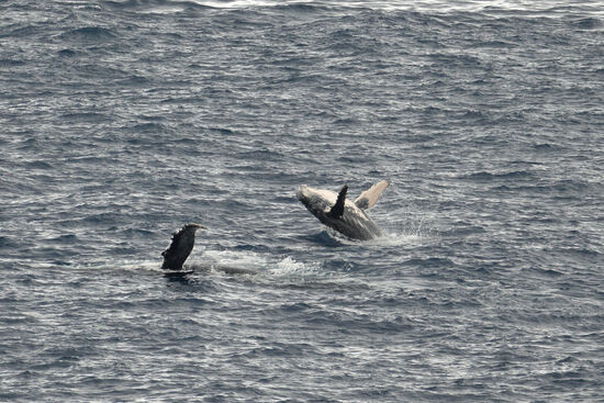 Lebensfreude pur vermittelt das Buckelwalkalb