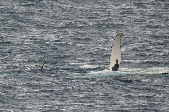 Winke, winke mit den Flippern