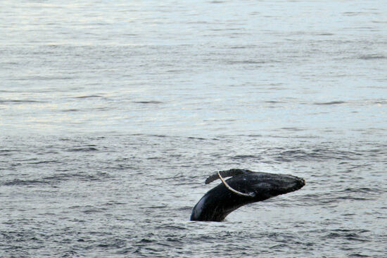 Der hat offenbar Spaß!