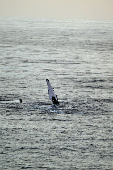 Die große Brustflosse der Wal-Mama