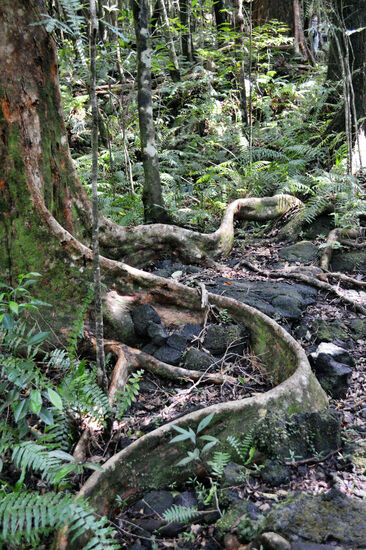 Wurzel(kunst)werk im Forêt de Mare-Longue