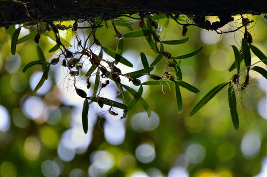 Orchideen - leider noch ohne Blüten
