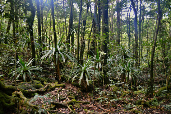 Im Forêt de Mare-Longue