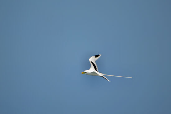 Weißschwanz-Tropikvogel