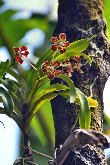 Orchidee im "Jardin des Parfums et des Épices"