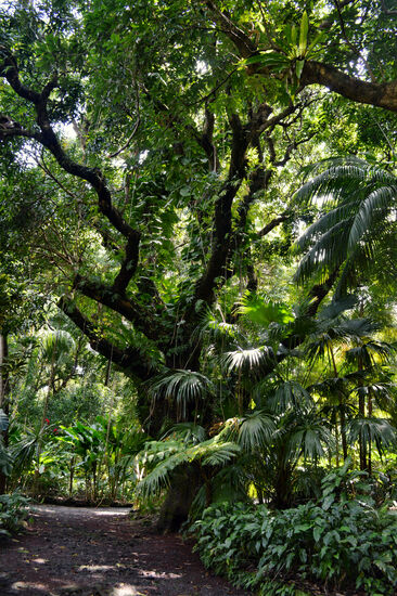Der "Jardin des Parfums et des Épices" ist ein leicht gezähmter Urwald...