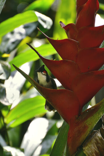 Rotohr-Bülbül beim Trinken an einer Helikonia-Blüte
