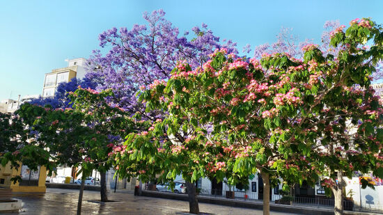 Bunte Blütenpracht an der Plaza de la Merced